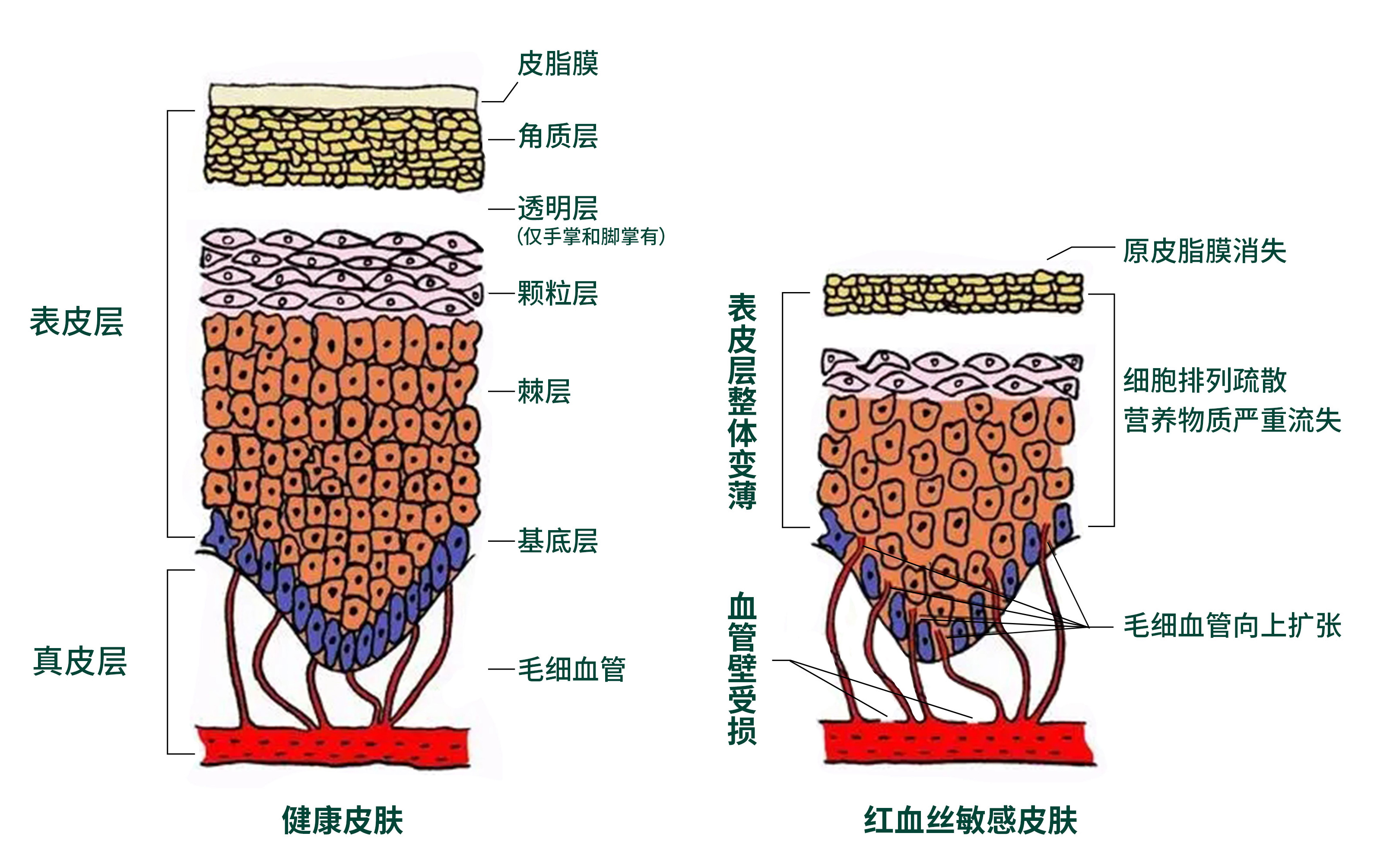 DMK护肤品